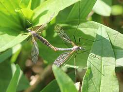 Image of Tipula (Pterelachisus) submarmorata Schummel 1833