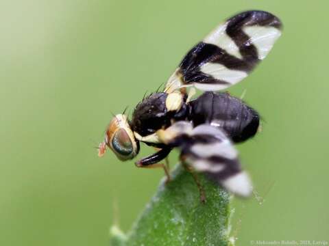 Image of Urophora cardui (Linnaeus 1758)