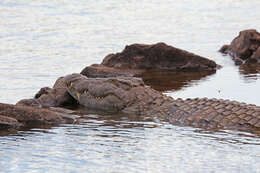 Image of Nile crocodile