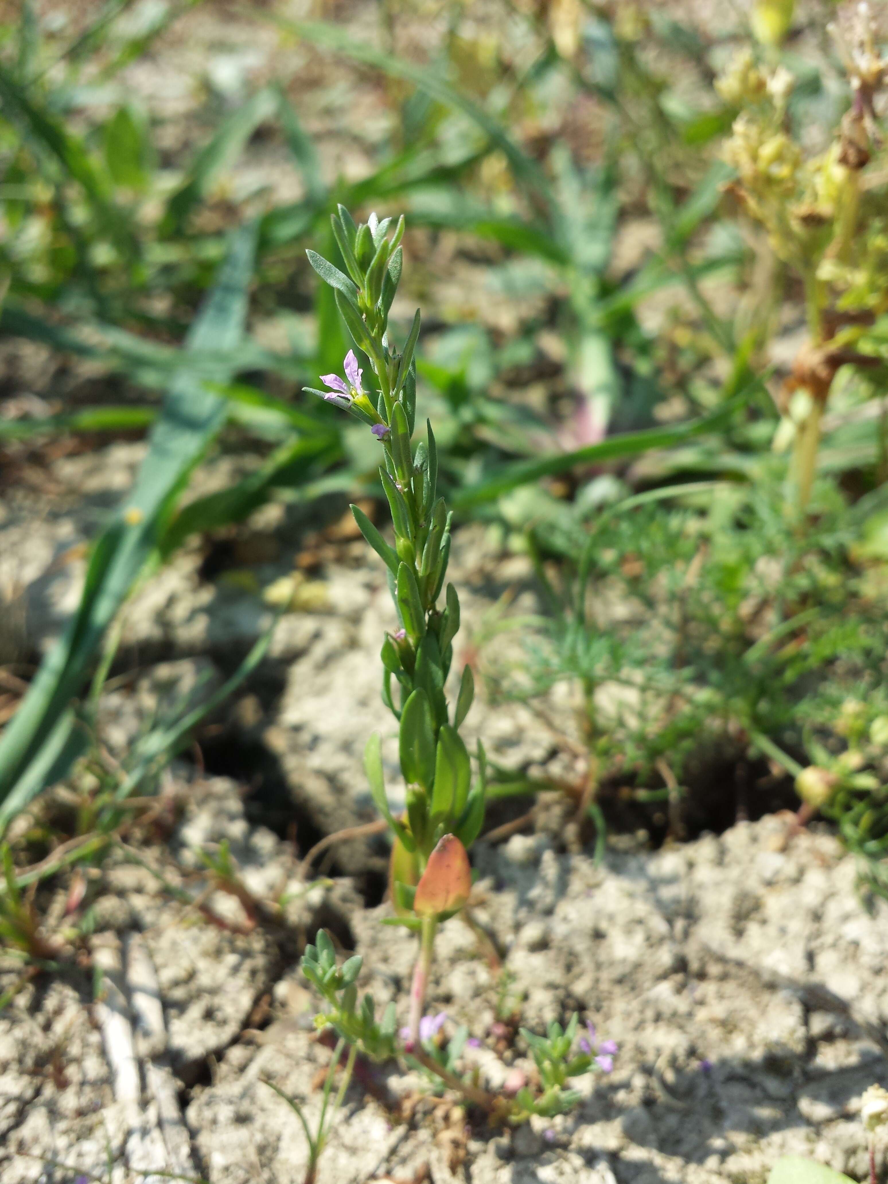 Plancia ëd Lythrum hyssopifolia L.