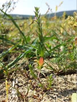 Слика од Lythrum hyssopifolia L.