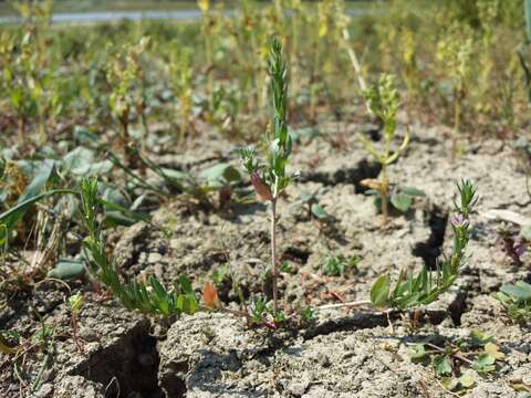 Plancia ëd Lythrum hyssopifolia L.