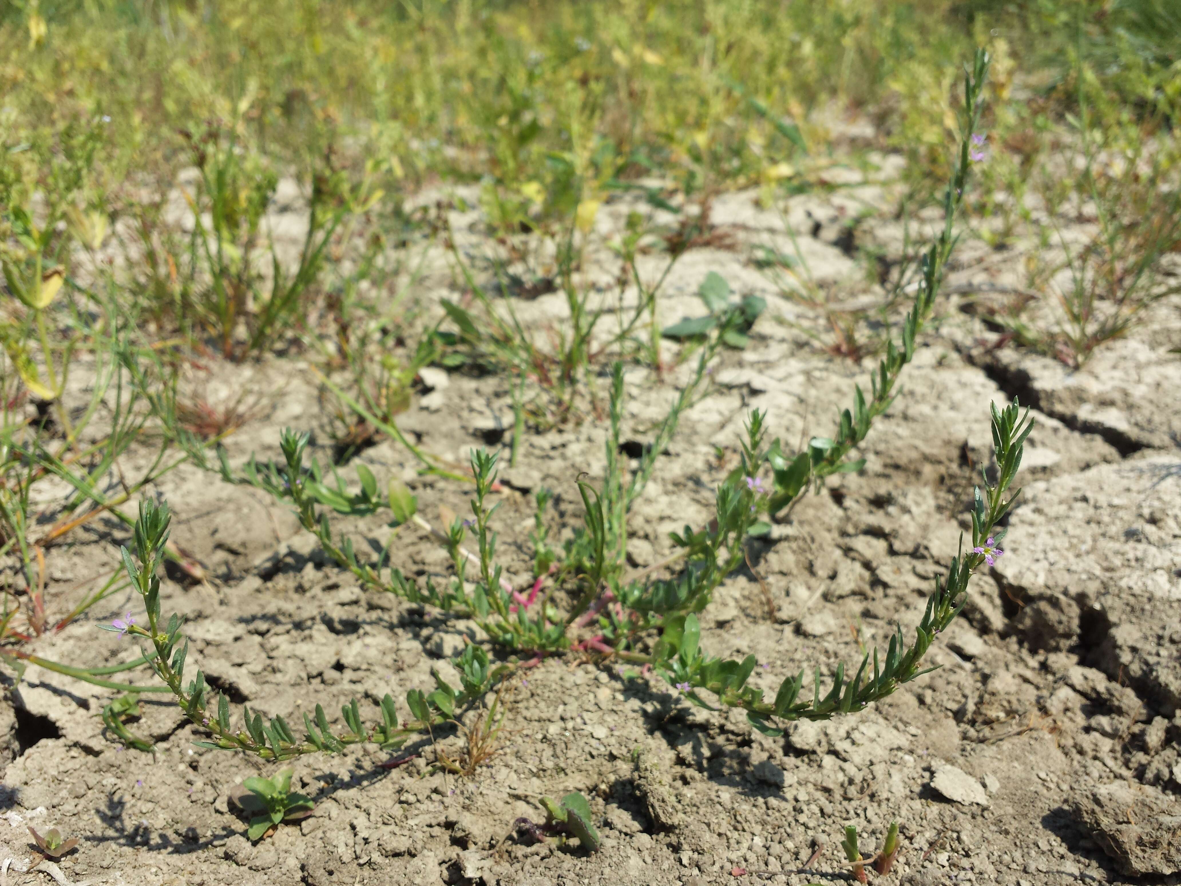 Image of Grass-poly