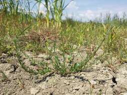 Image of Grass-poly