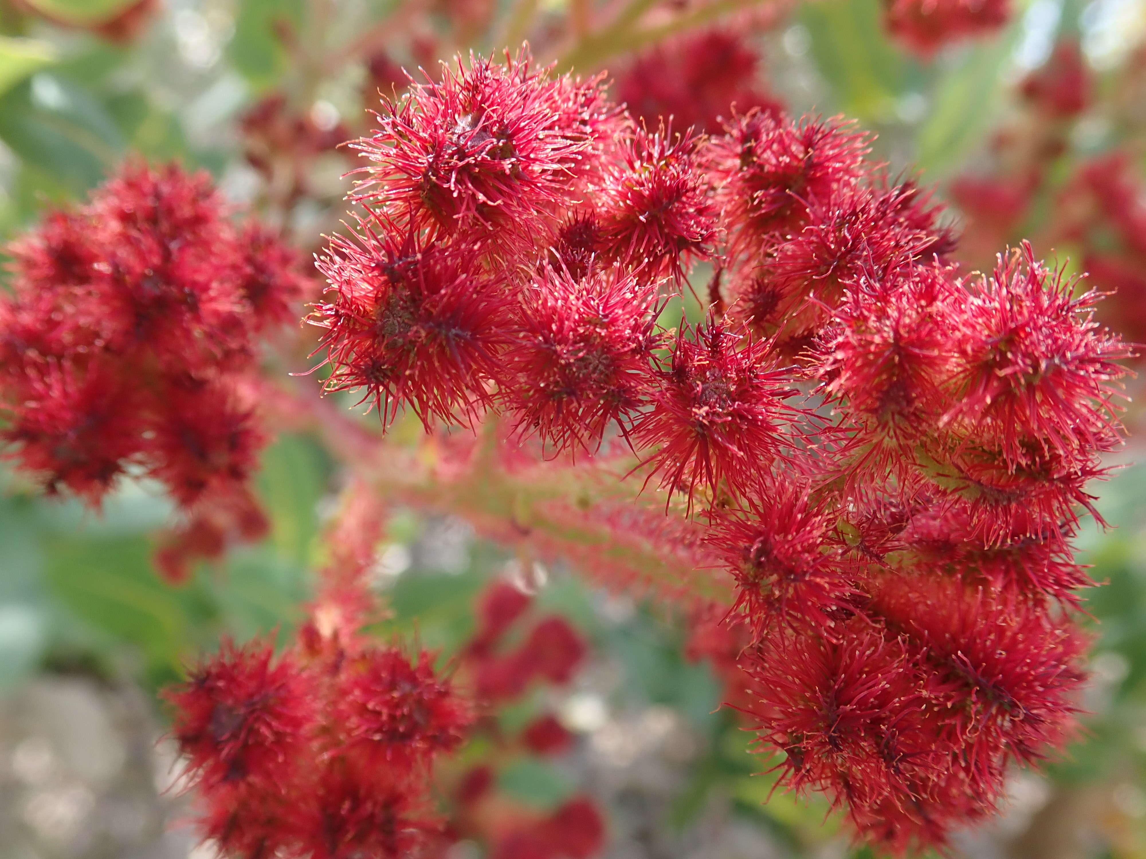 Image of Angophora hispida (Sm.) D. F. Blaxell