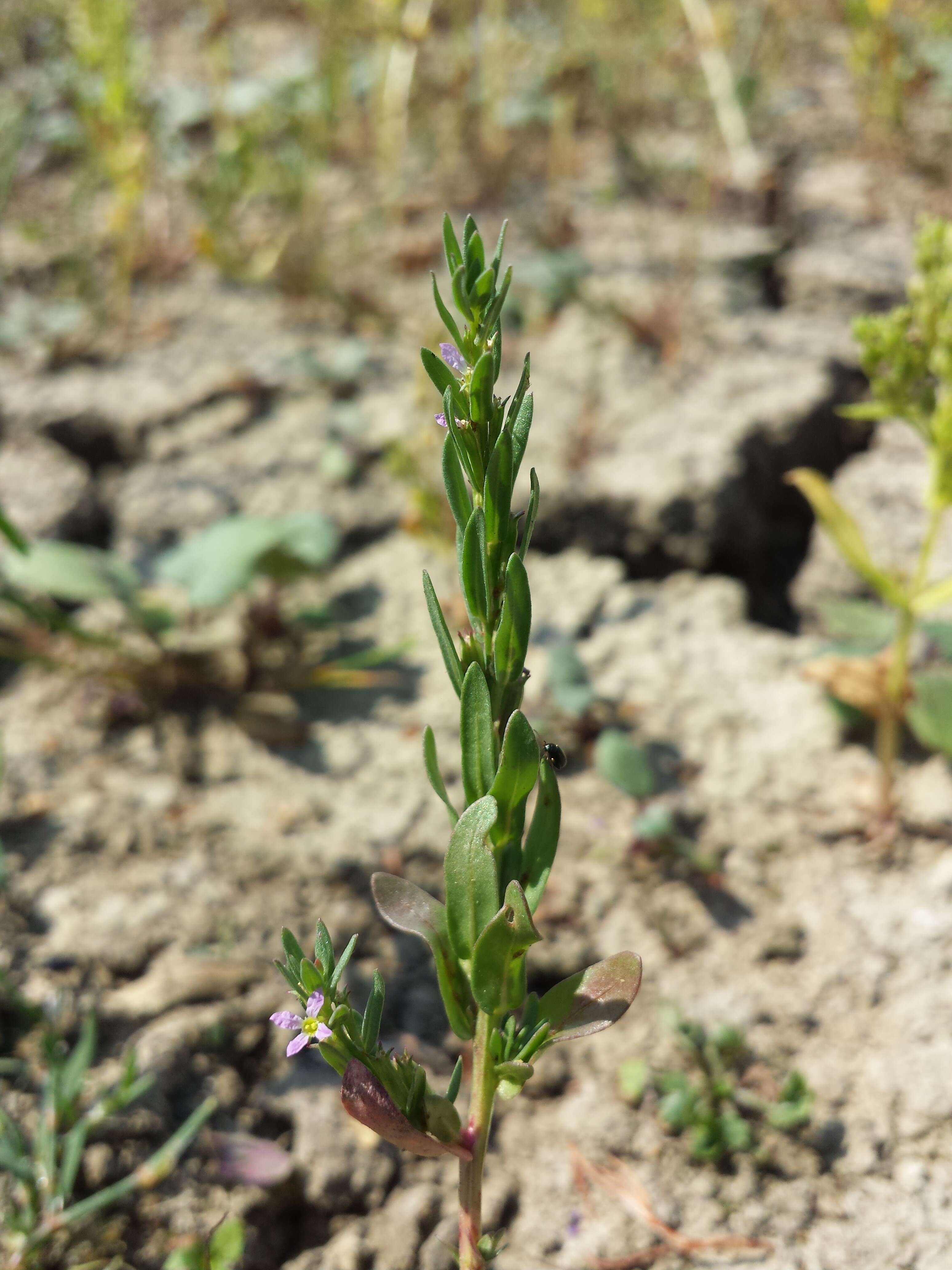 Image of Grass-poly