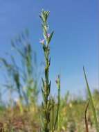 Image of Grass-poly