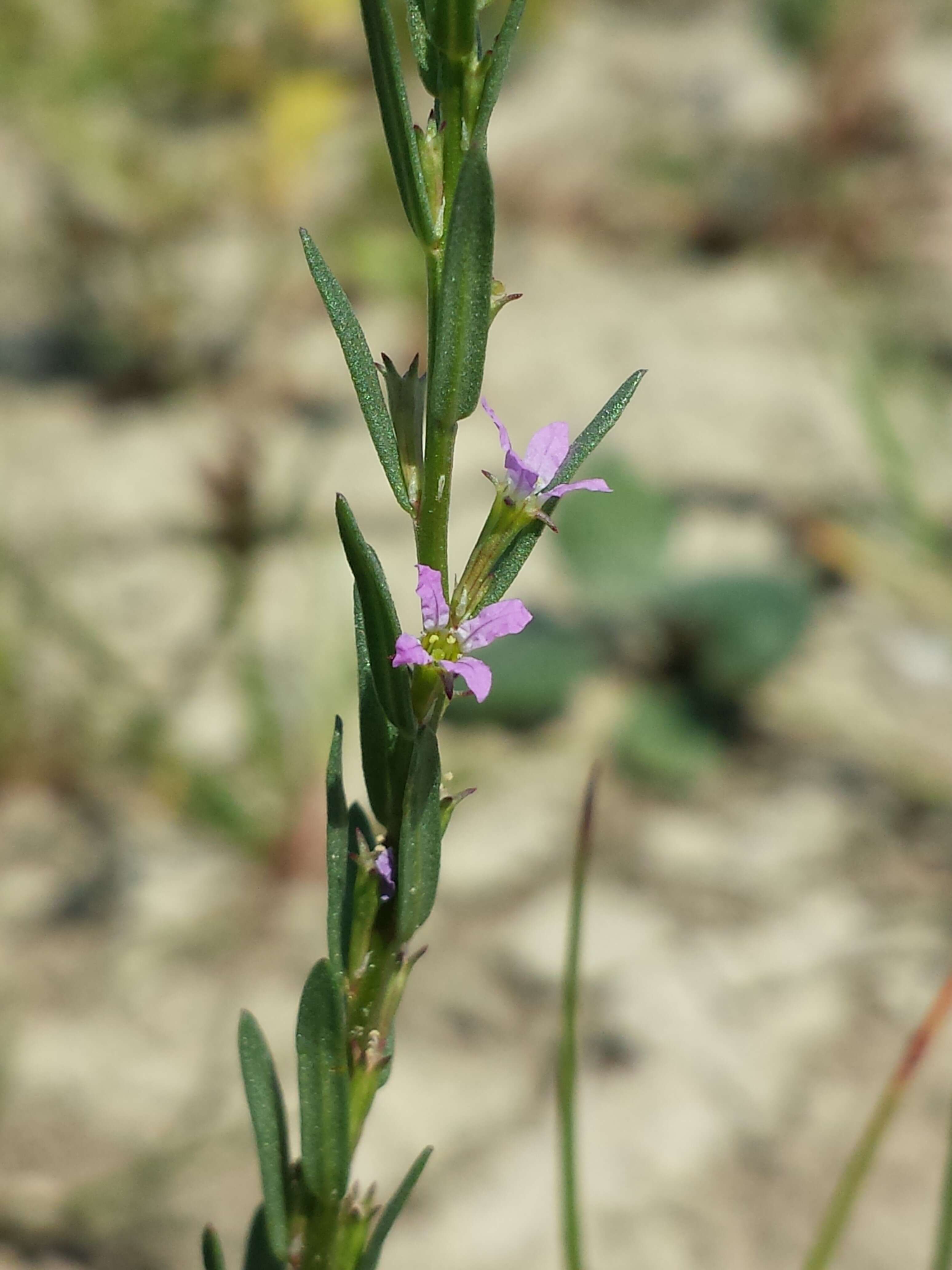 Image of Grass-poly