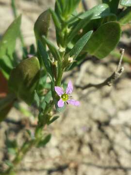 Plancia ëd Lythrum hyssopifolia L.