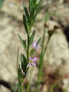 Image of Grass-poly