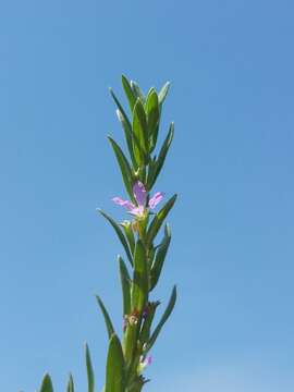 Plancia ëd Lythrum hyssopifolia L.