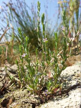 Plancia ëd Lythrum hyssopifolia L.