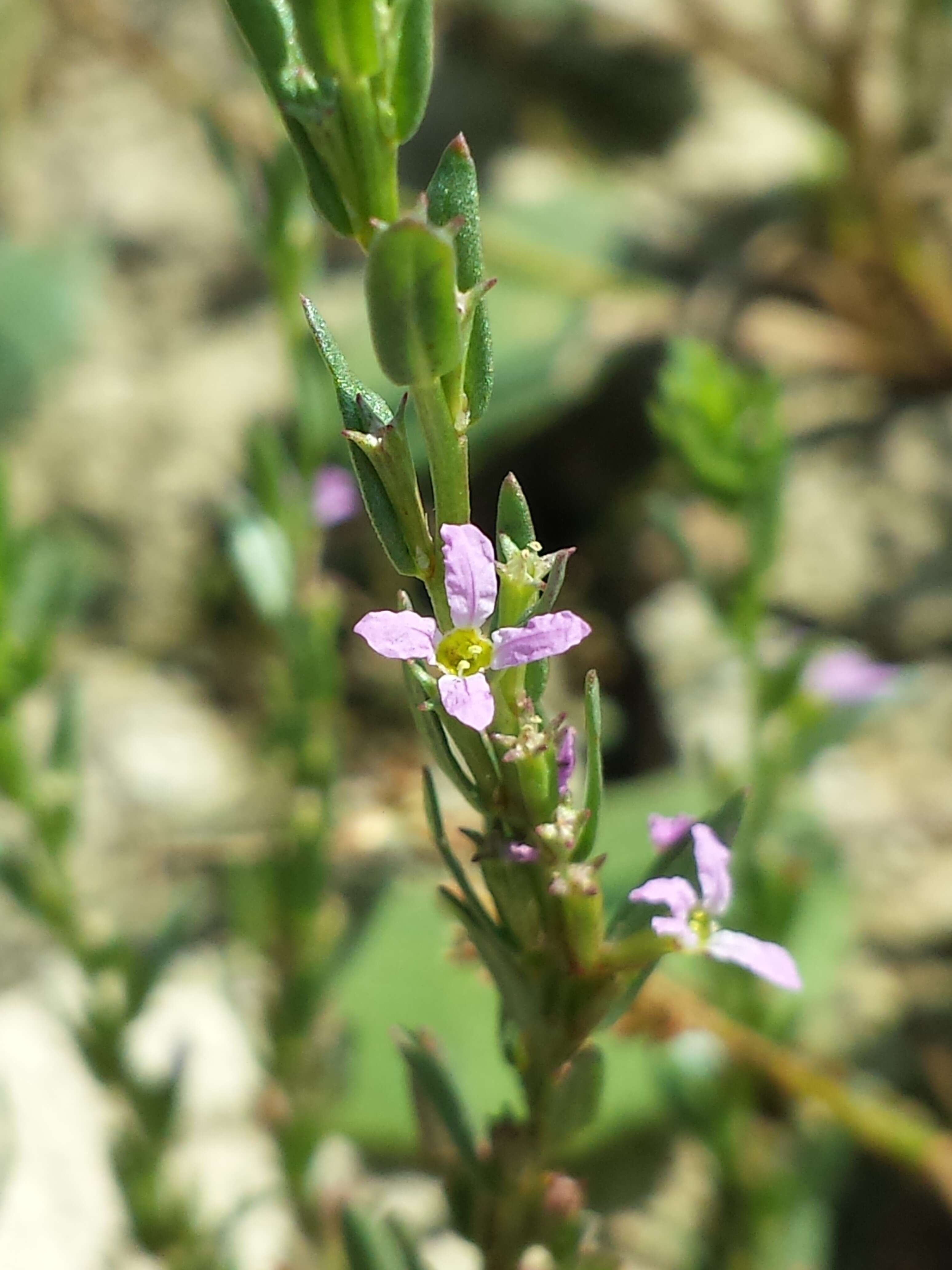 Image of Grass-poly