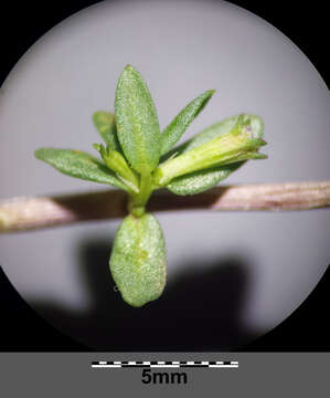 Слика од Lythrum hyssopifolia L.