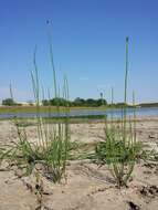 Image of Marsh Horsetail