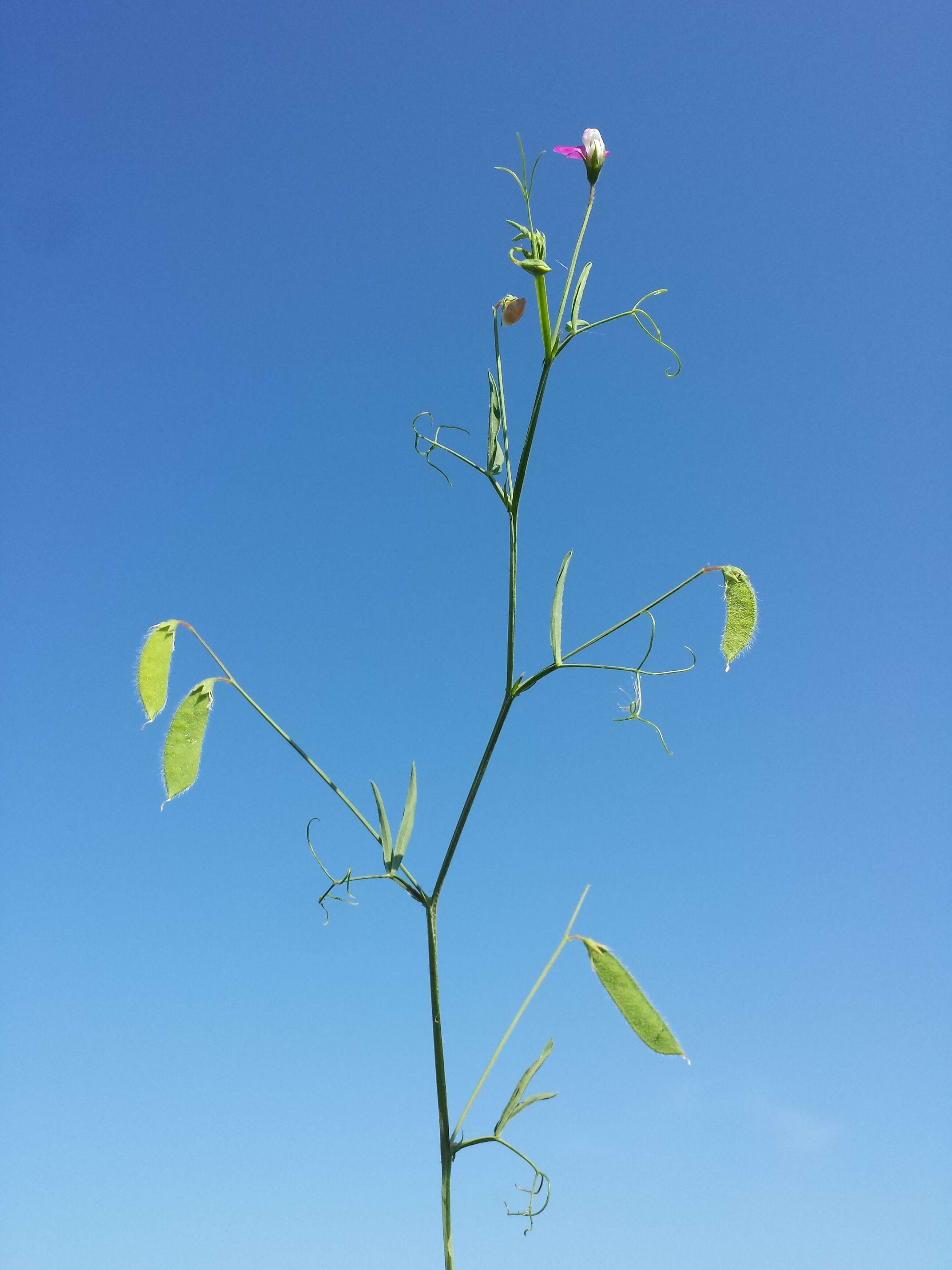 Lathyrus hirsutus L.的圖片