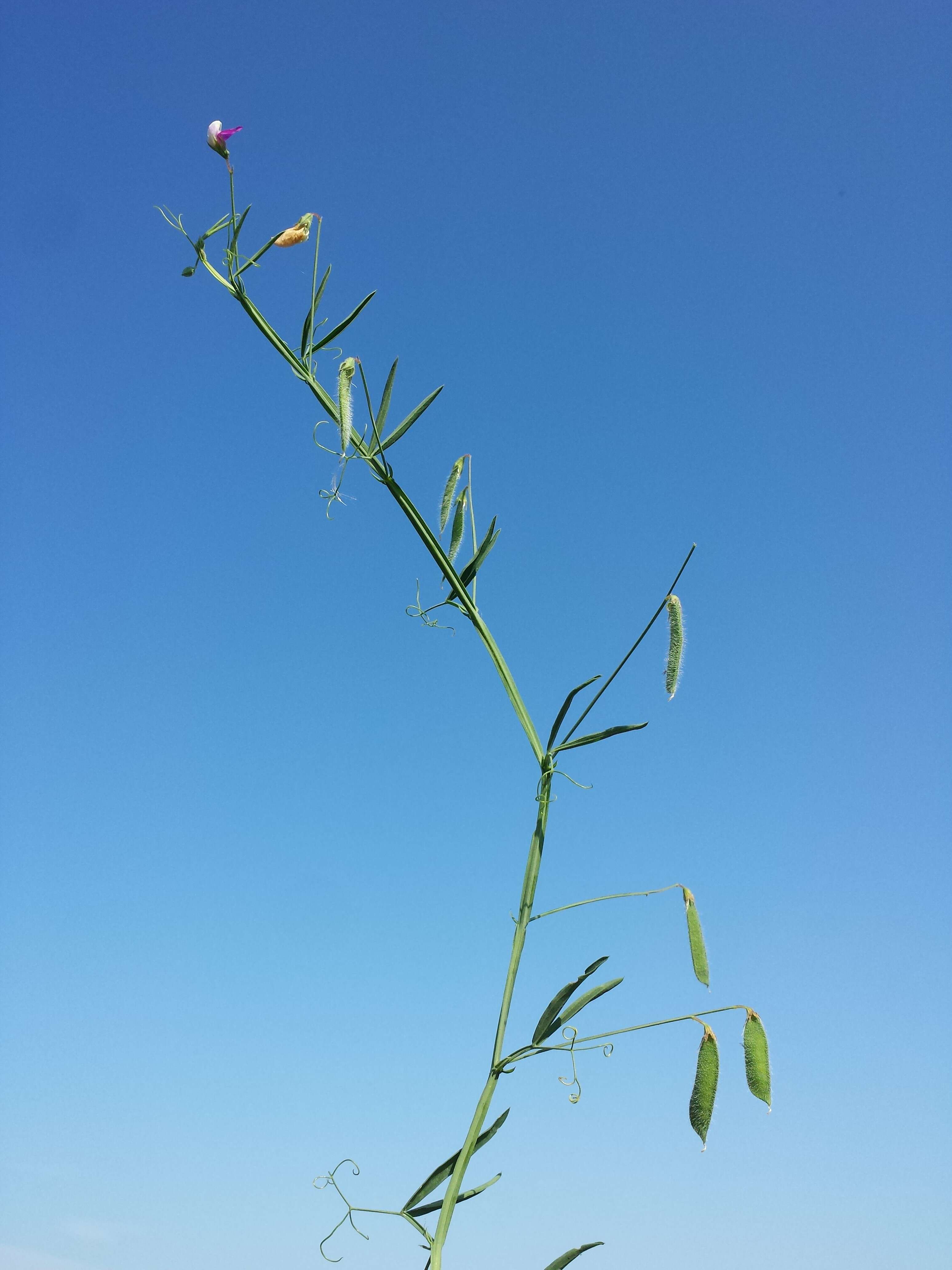 Lathyrus hirsutus L.的圖片