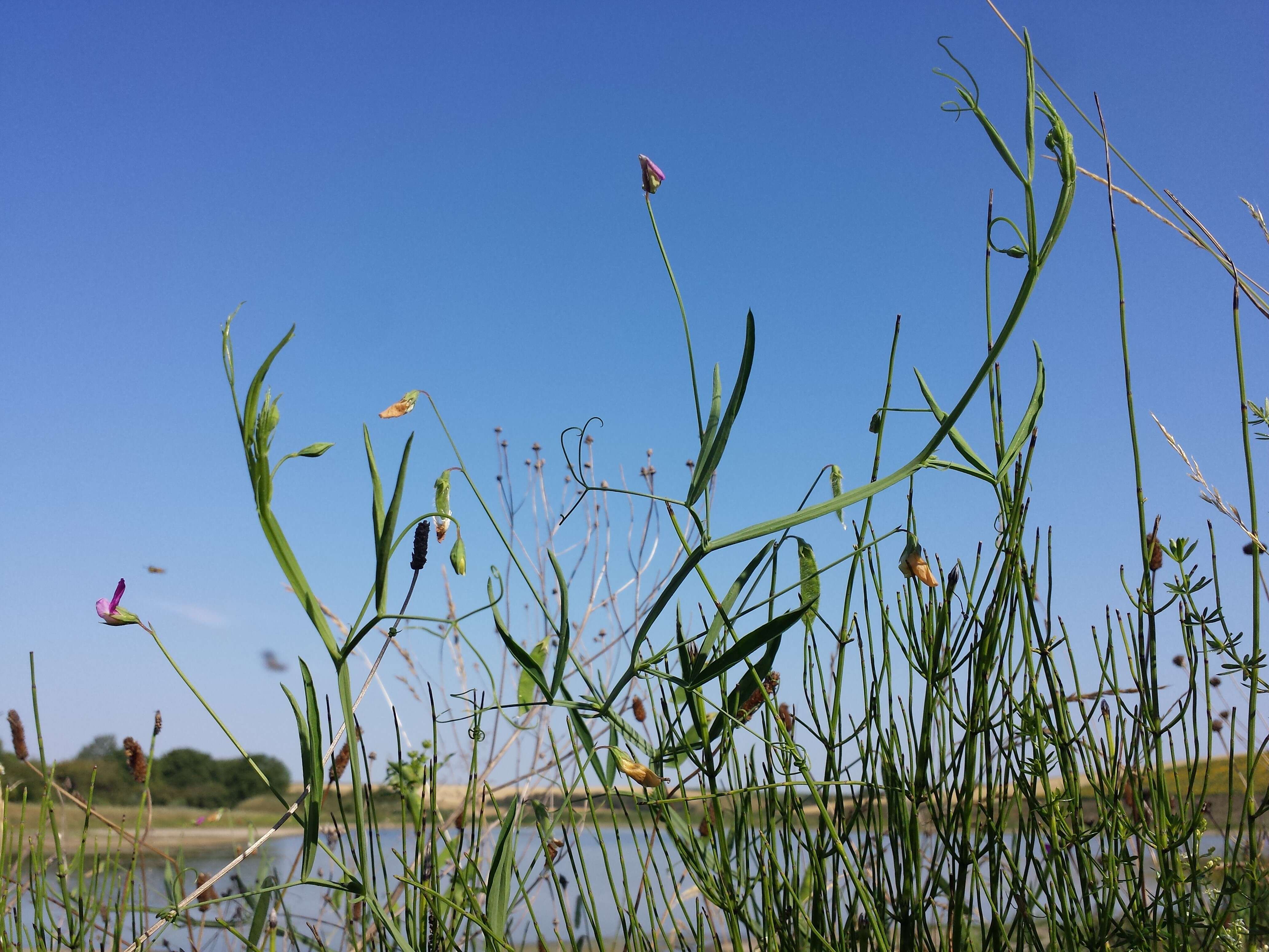 Lathyrus hirsutus L.的圖片