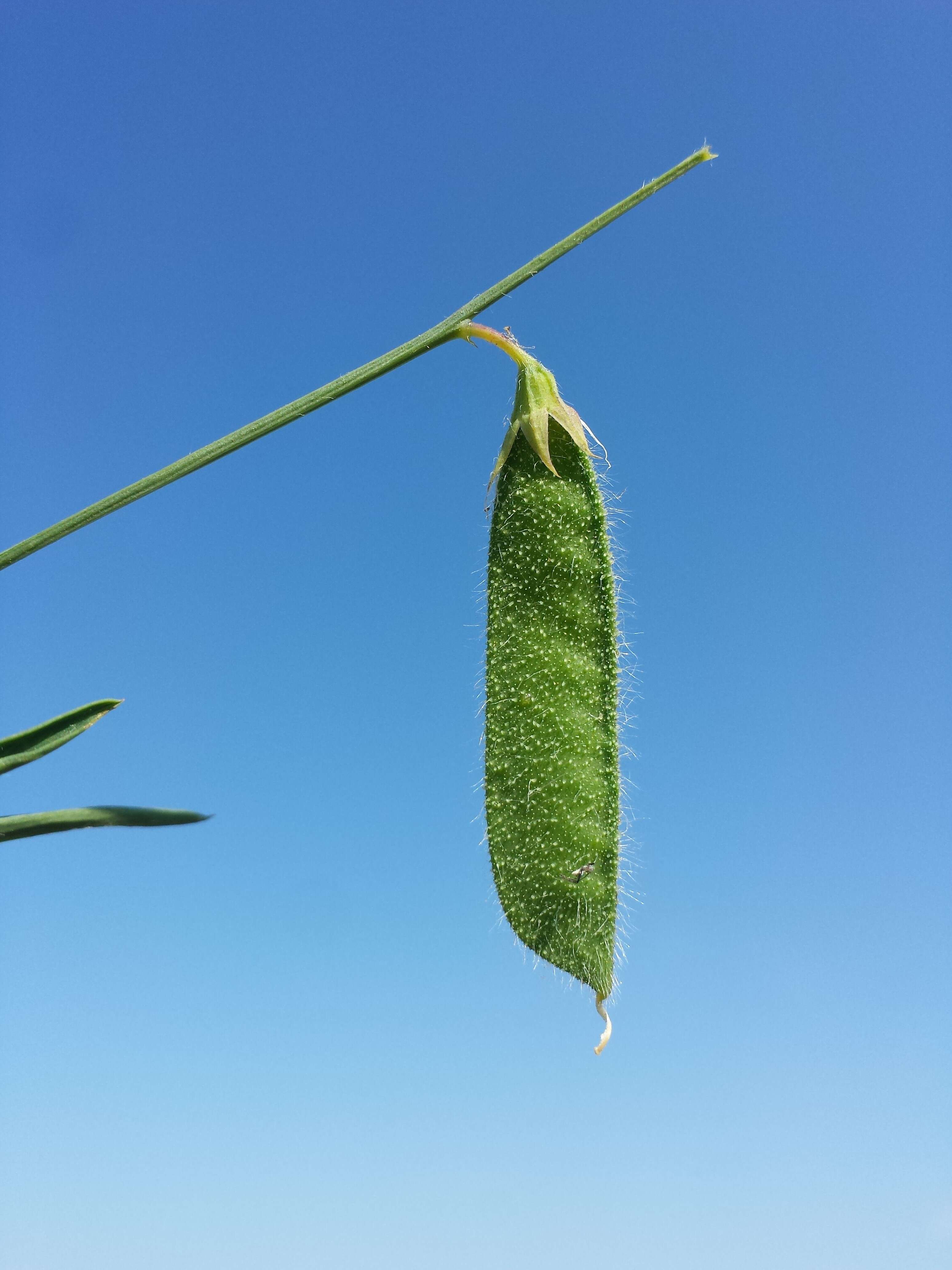 Lathyrus hirsutus L.的圖片