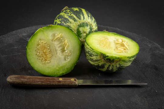 Image of Cucumis melo var. cantalupensis