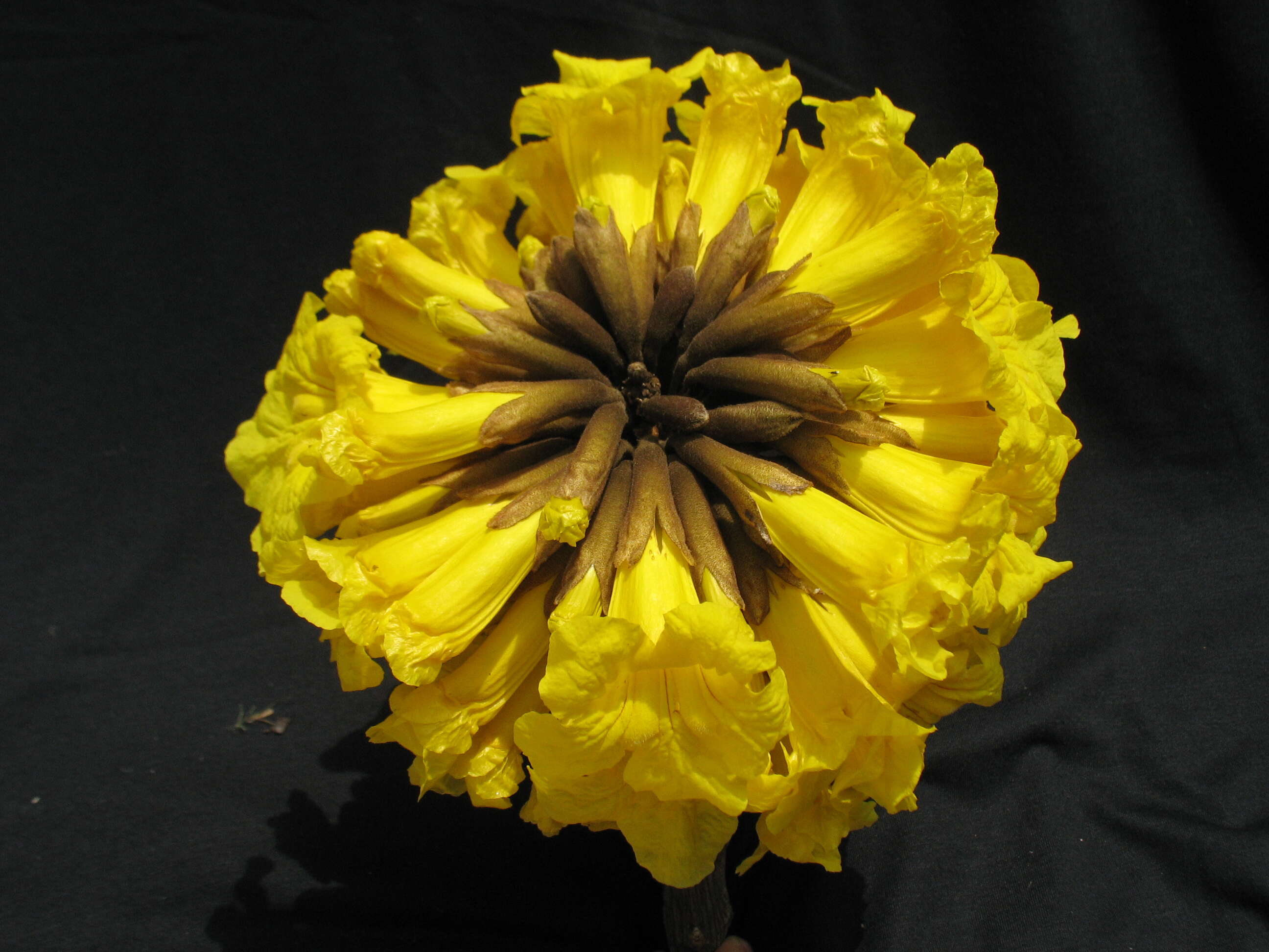 Image of Handroanthus albus (Cham.) Mattos