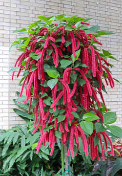 Imagem de Acalypha hispida Burm. fil.