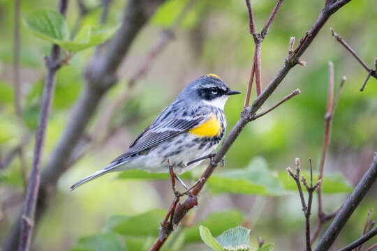 Imagem de Setophaga coronata (Linnaeus 1766)