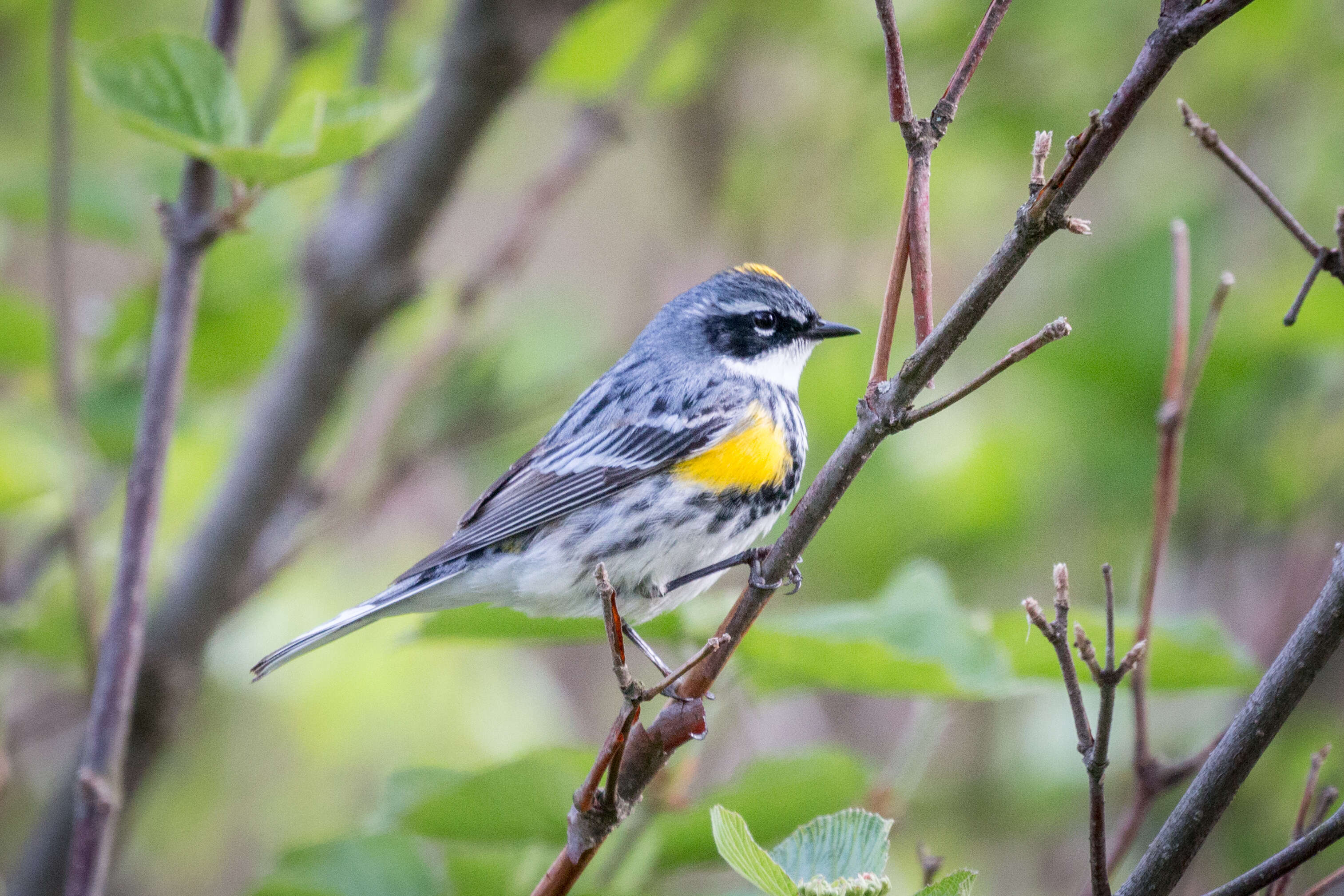 Image of Myrtle Warbler