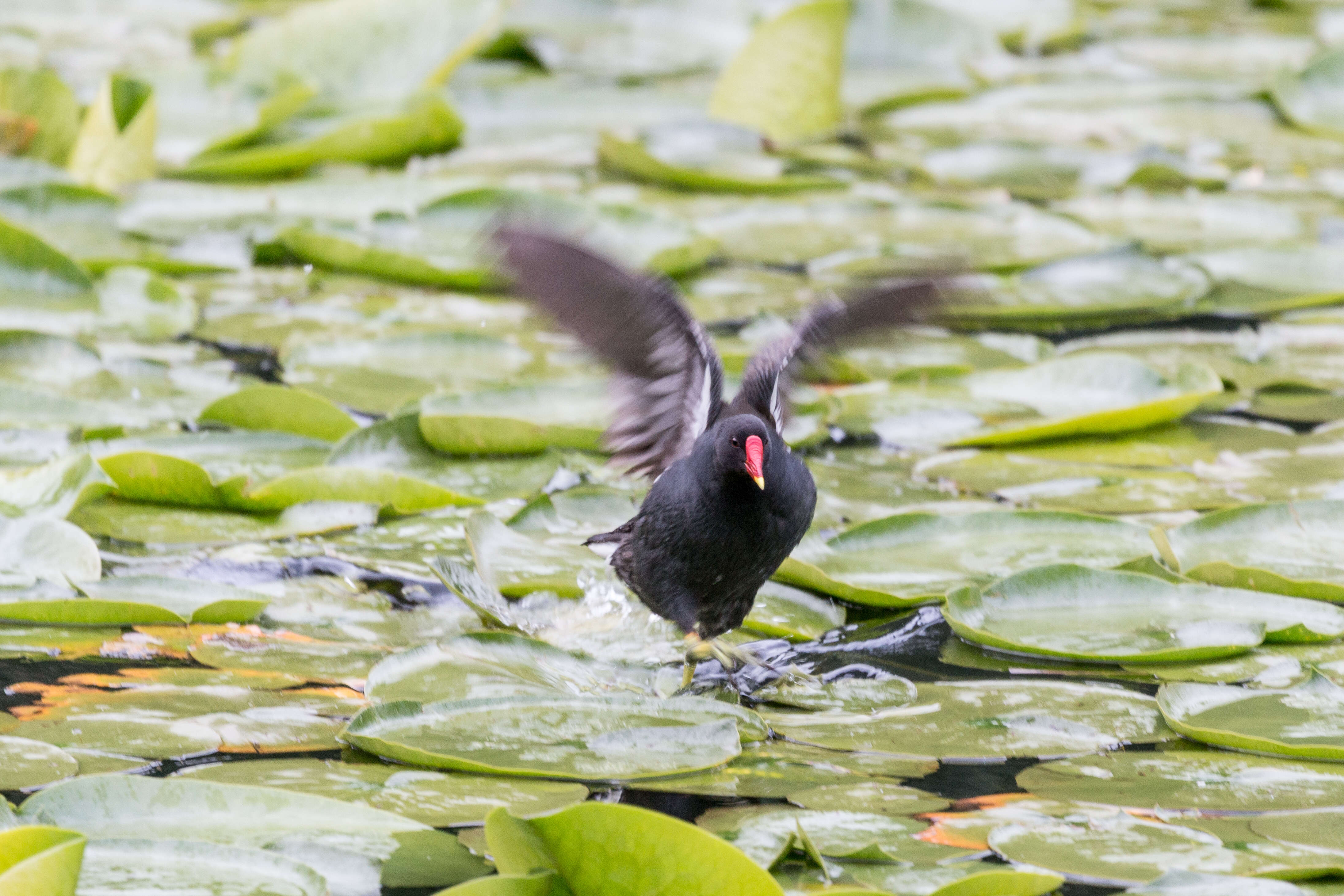 Image of Common Moorhen