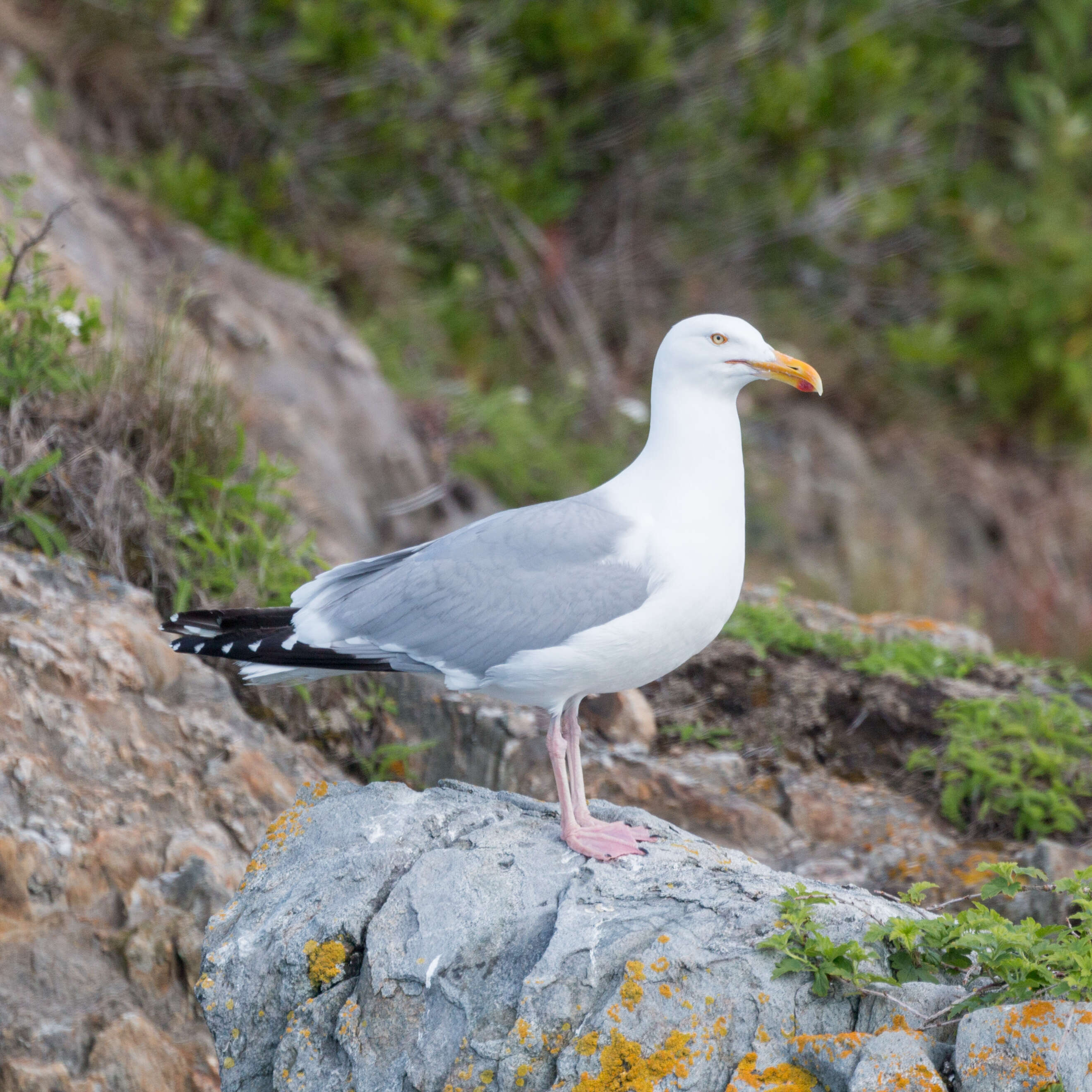 Image of American Herring Gull