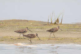 Image of Short-billed Dowitcher