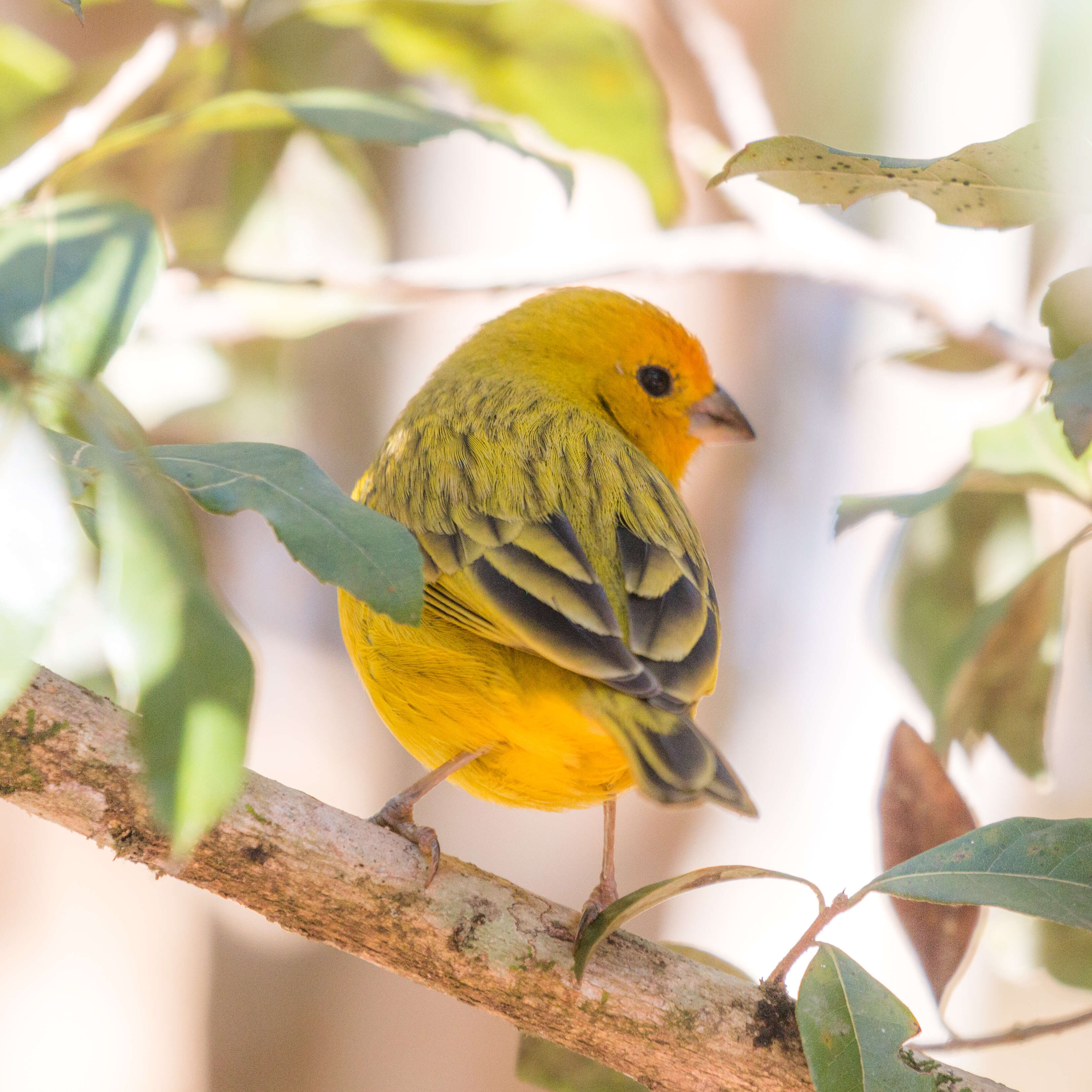 Image of Saffron Finch