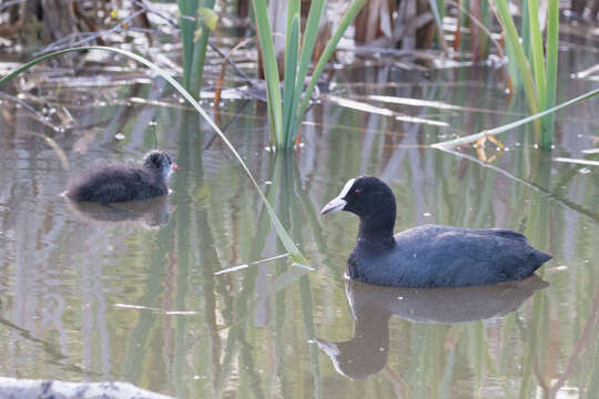 Image of Common Coot