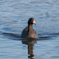 Image of Fulica Linnaeus 1758