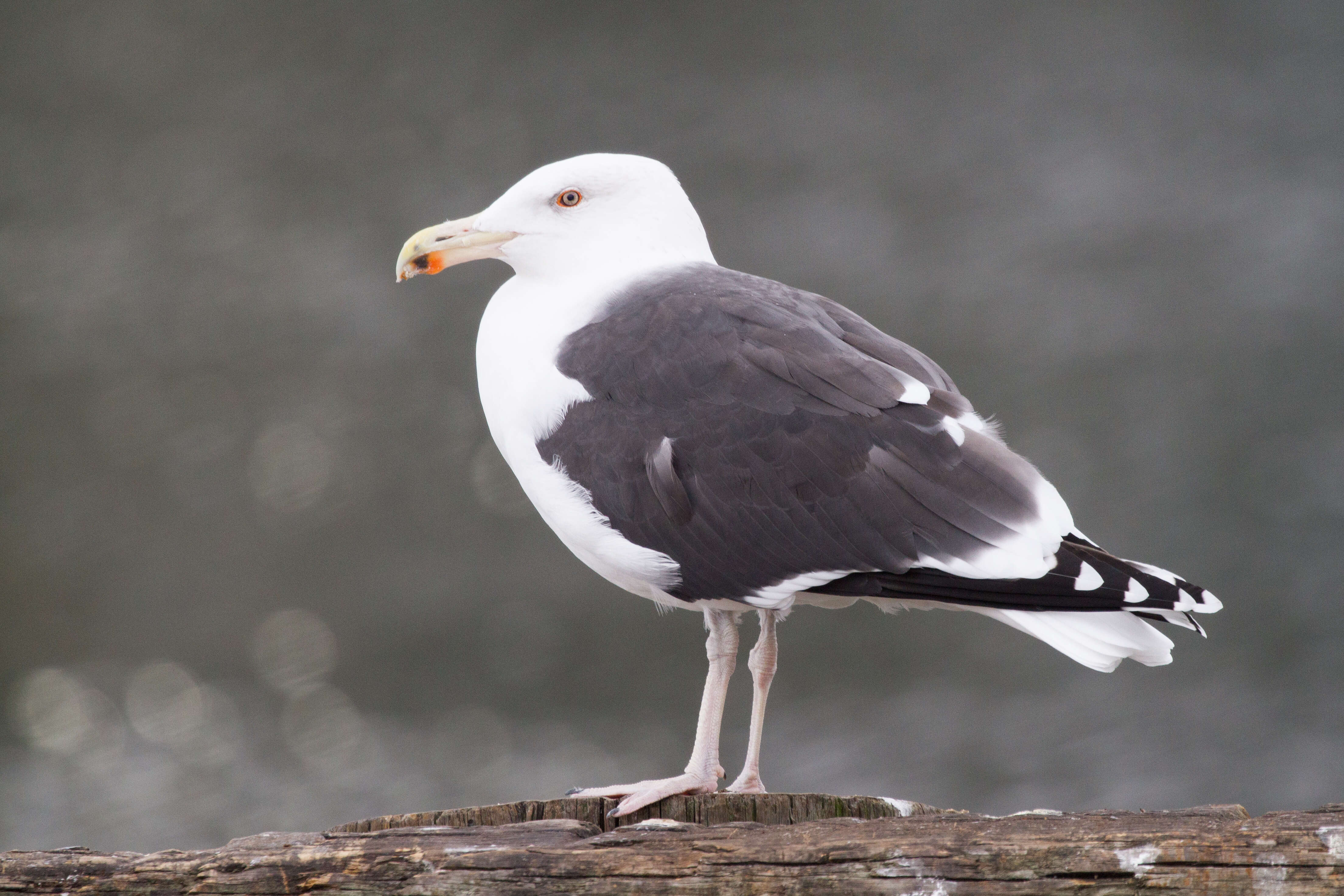 Image of Great Black-backed Gull