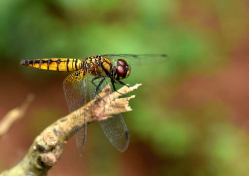 Image of Aethriamanta brevipennis (Rambur 1842)