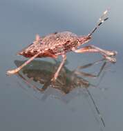 Image of Brown marmorated stink bug