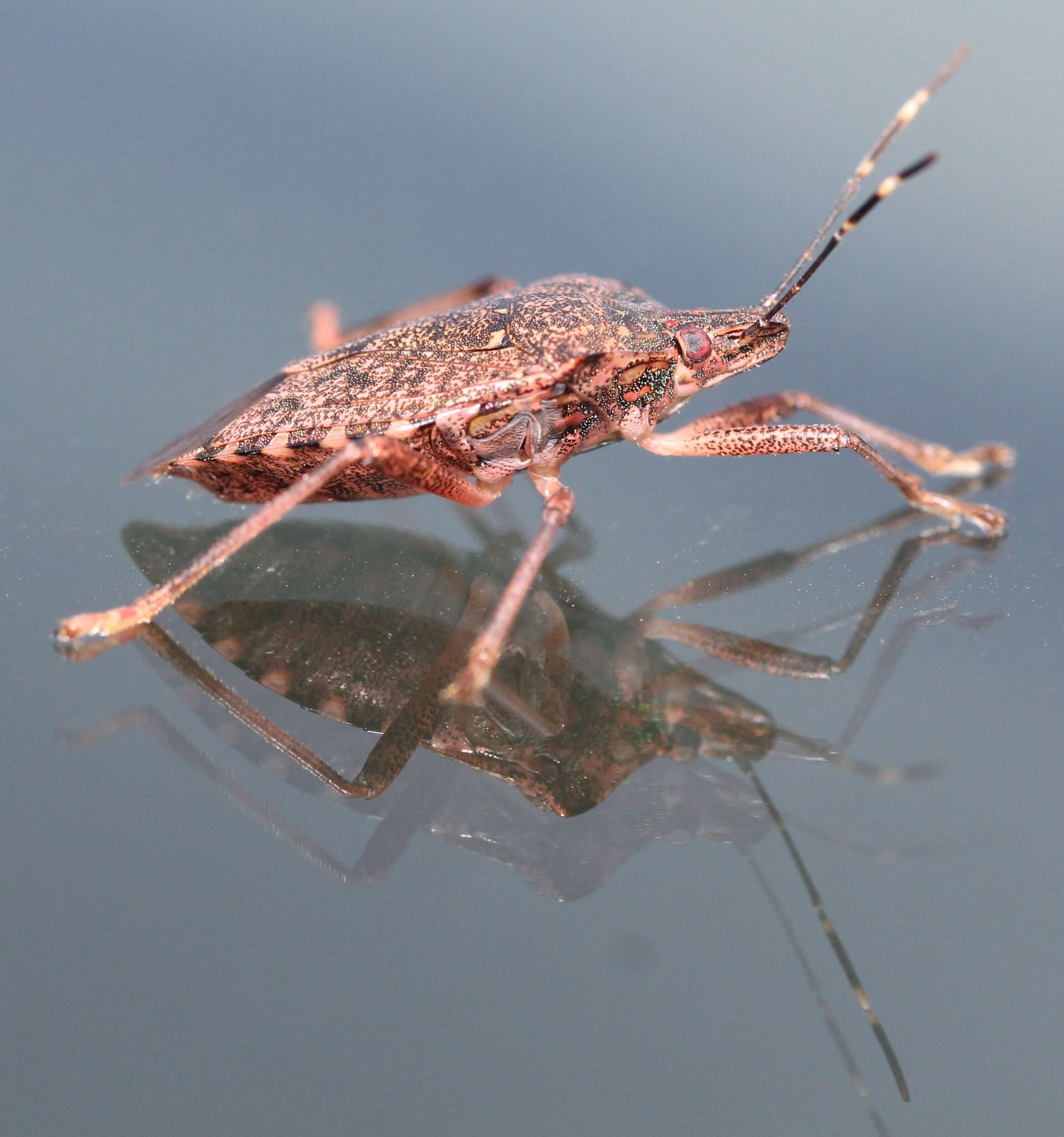 Image of Brown marmorated stink bug