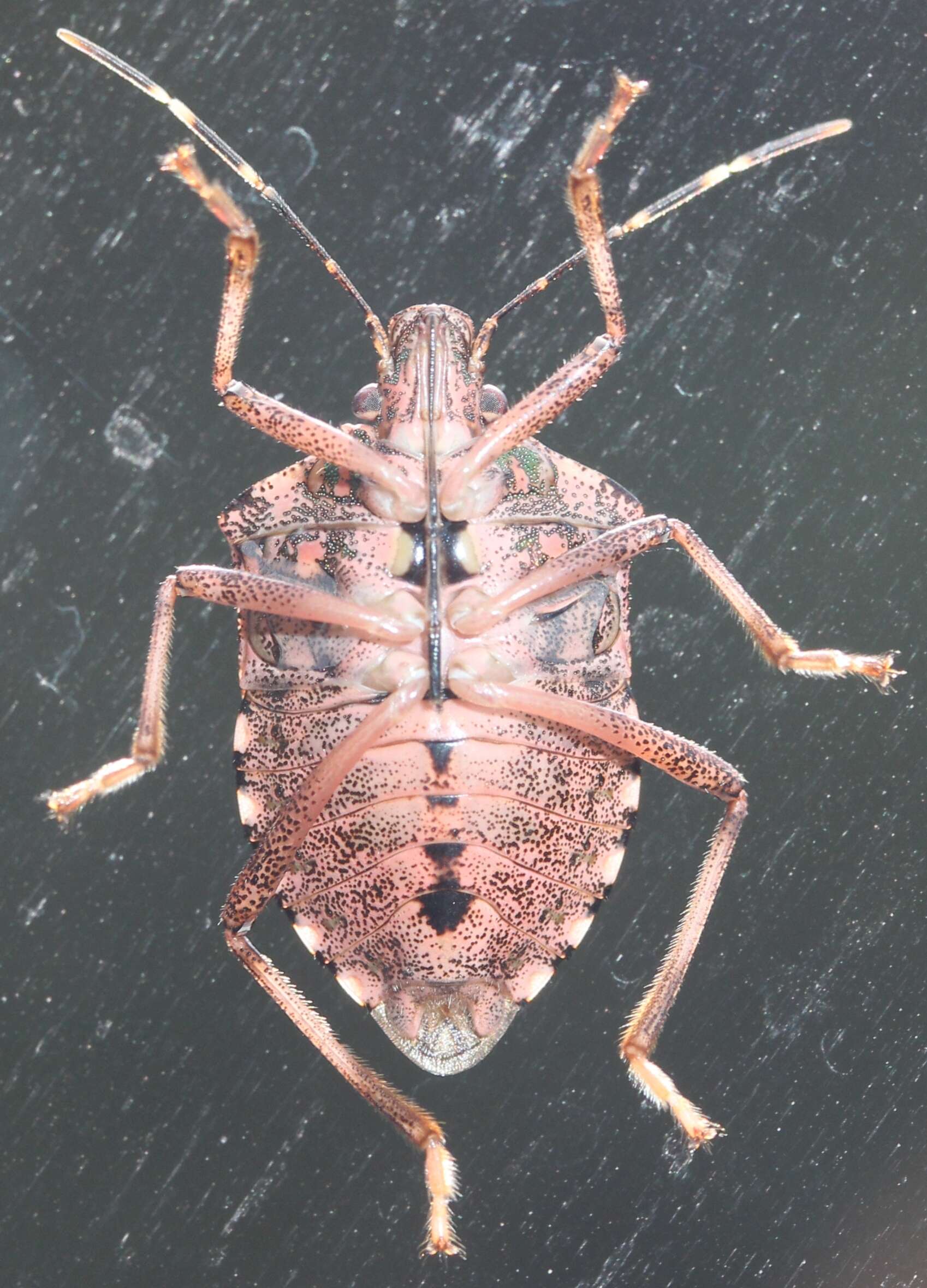 Image of Brown marmorated stink bug