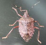 Image of Brown marmorated stink bug
