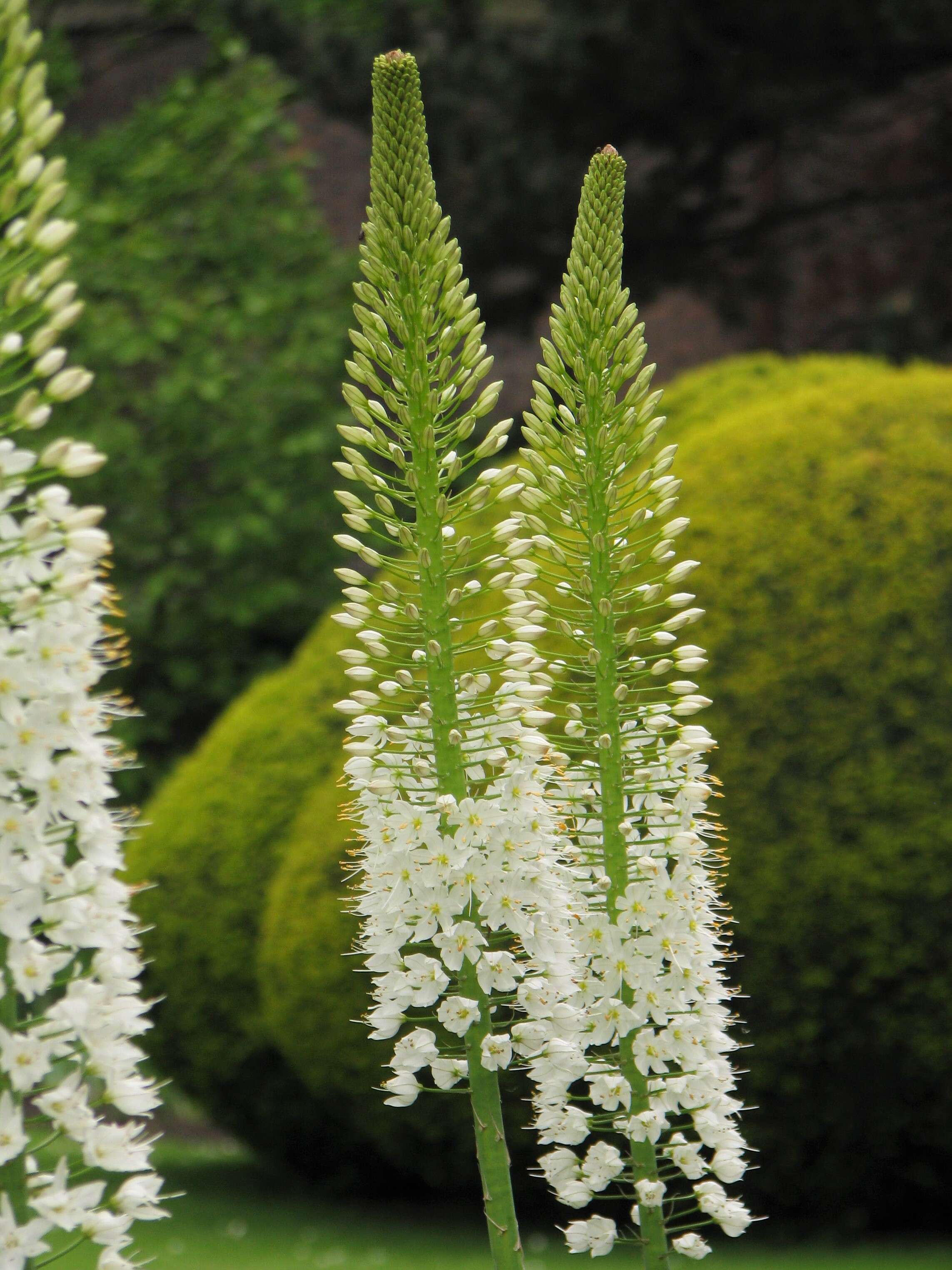 Image of Foxtail lily