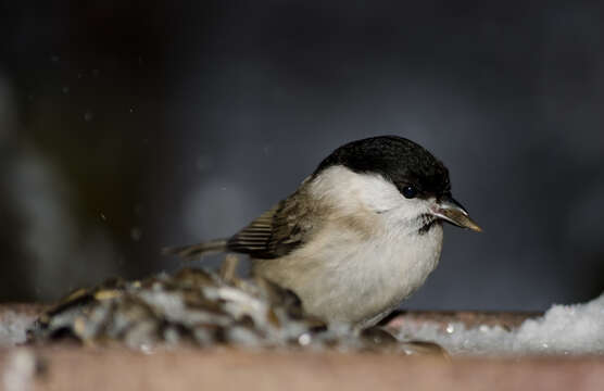 Imagem de Poecile palustris (Linnaeus 1758)