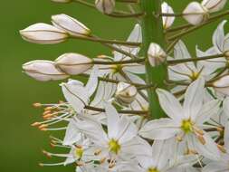 Image of Foxtail lily