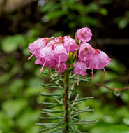 Image of pink mountainheath