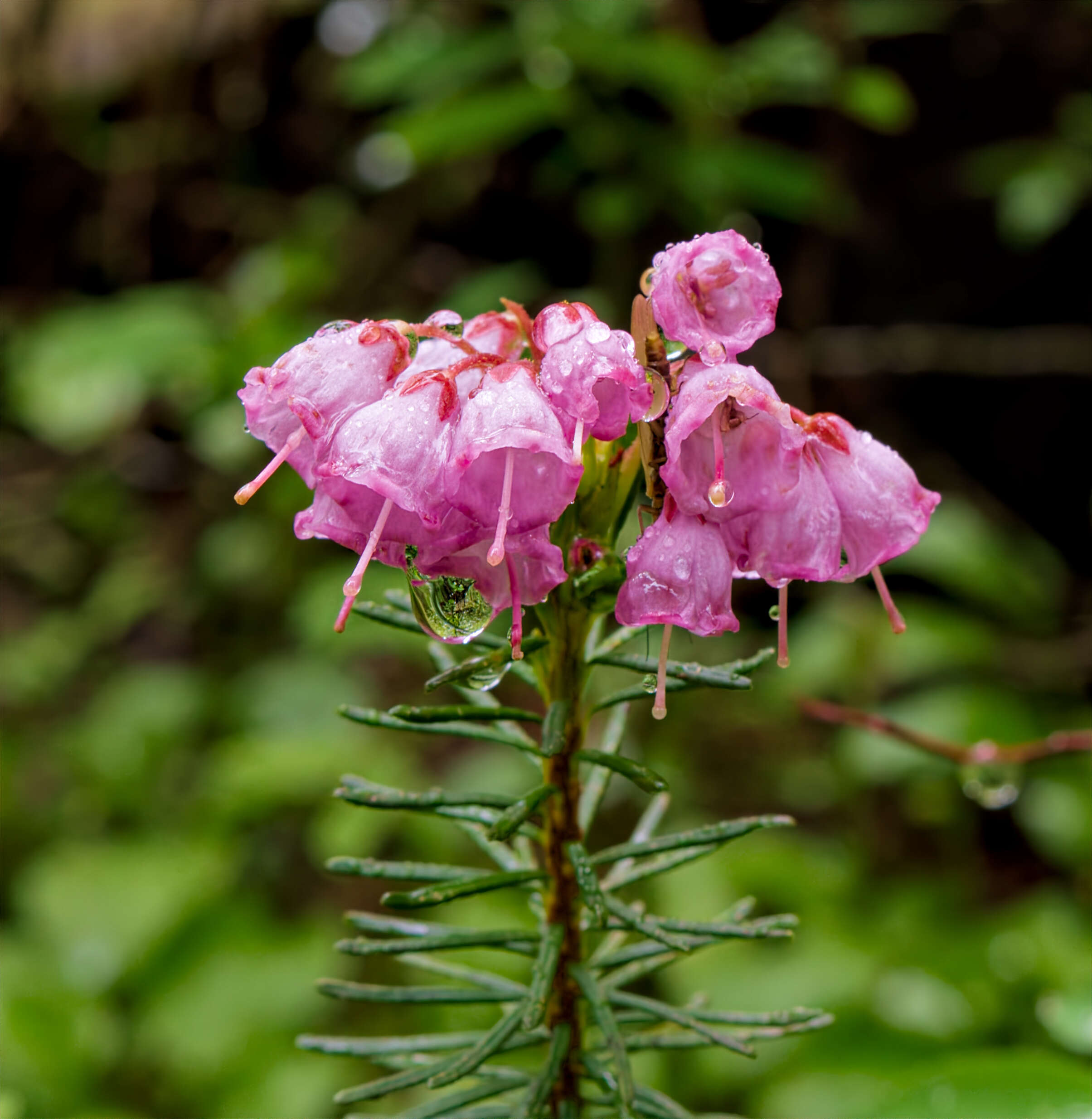 Image of pink mountainheath