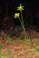 Image of anisescented goldenrod