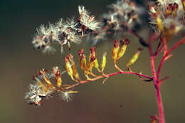 Image of anisescented goldenrod