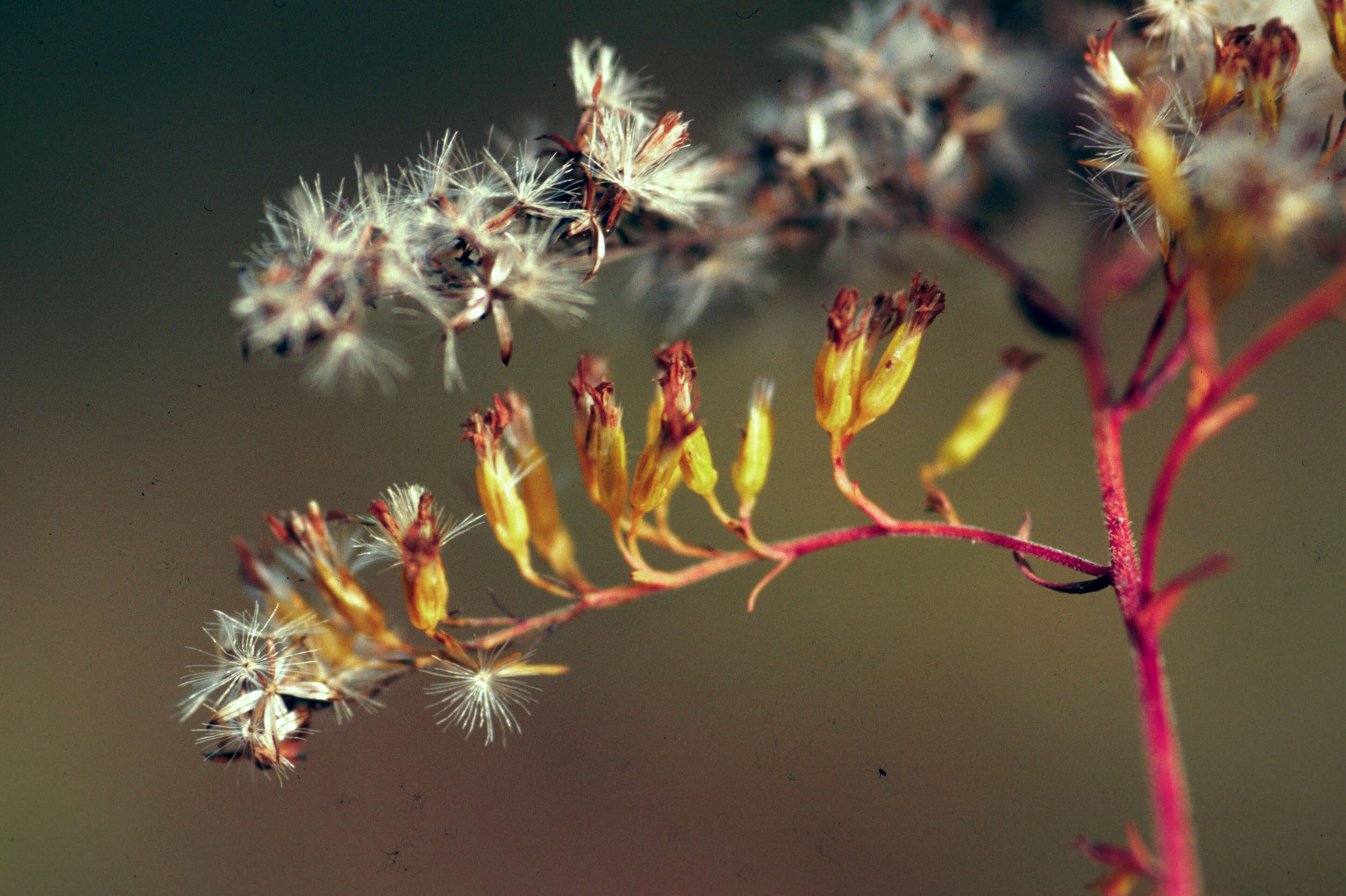 Image of anisescented goldenrod