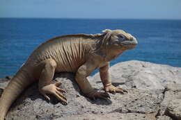 Image of Santa Fe Land Iguana