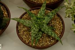 Слика од Aloe somaliensis C. H. Wright ex W. Watson